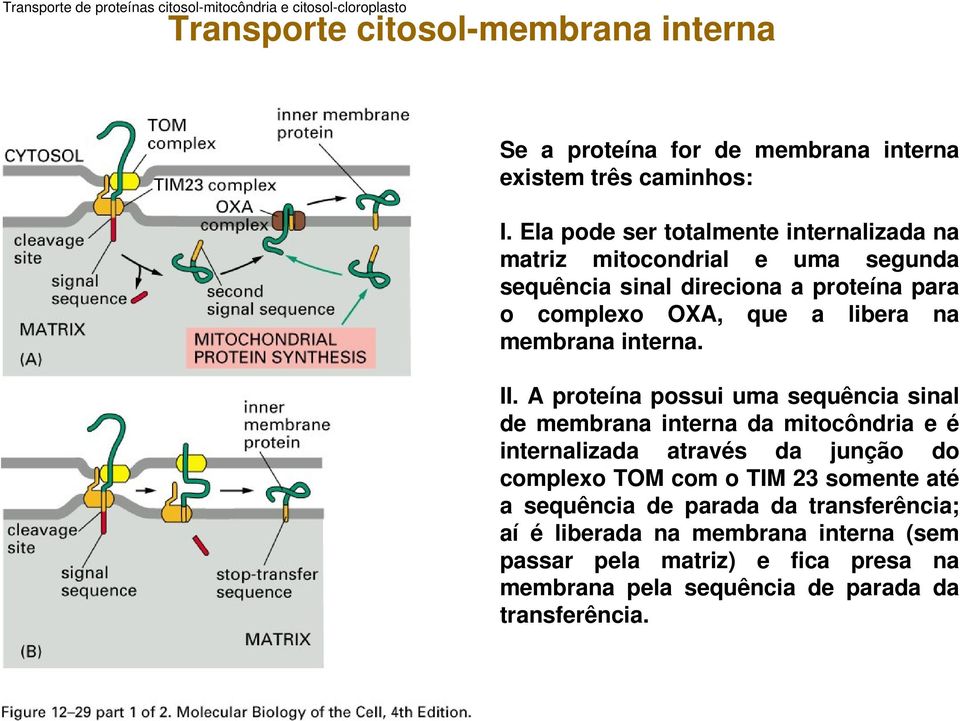 interna. II.