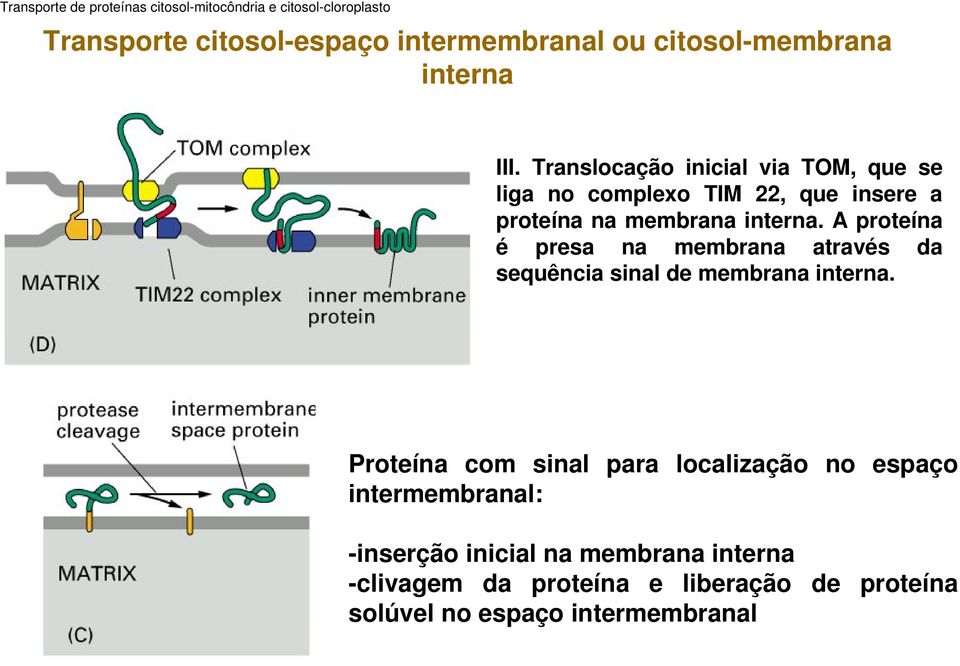 Translocação inicial via TOM, que se liga no complexo TIM 22, que insere a proteína na membrana interna.