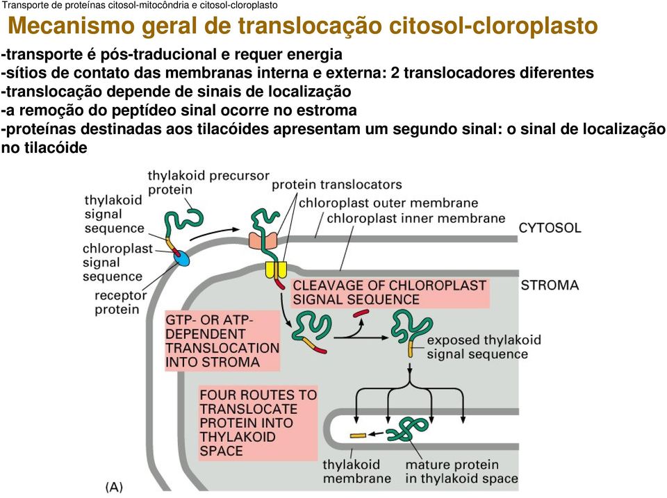 2 translocadores diferentes translocação depende de sinais de localização a remoção do peptídeo sinal ocorre