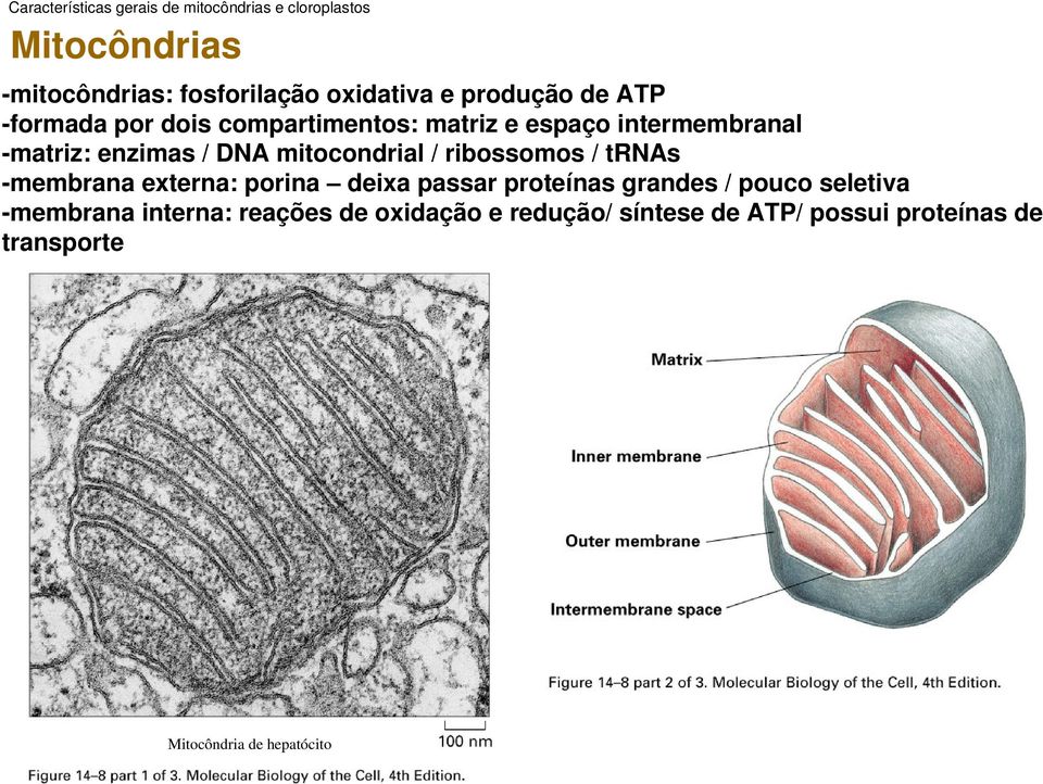 mitocondrial / ribossomos / trnas membrana externa: porina deixa passar proteínas grandes / pouco seletiva