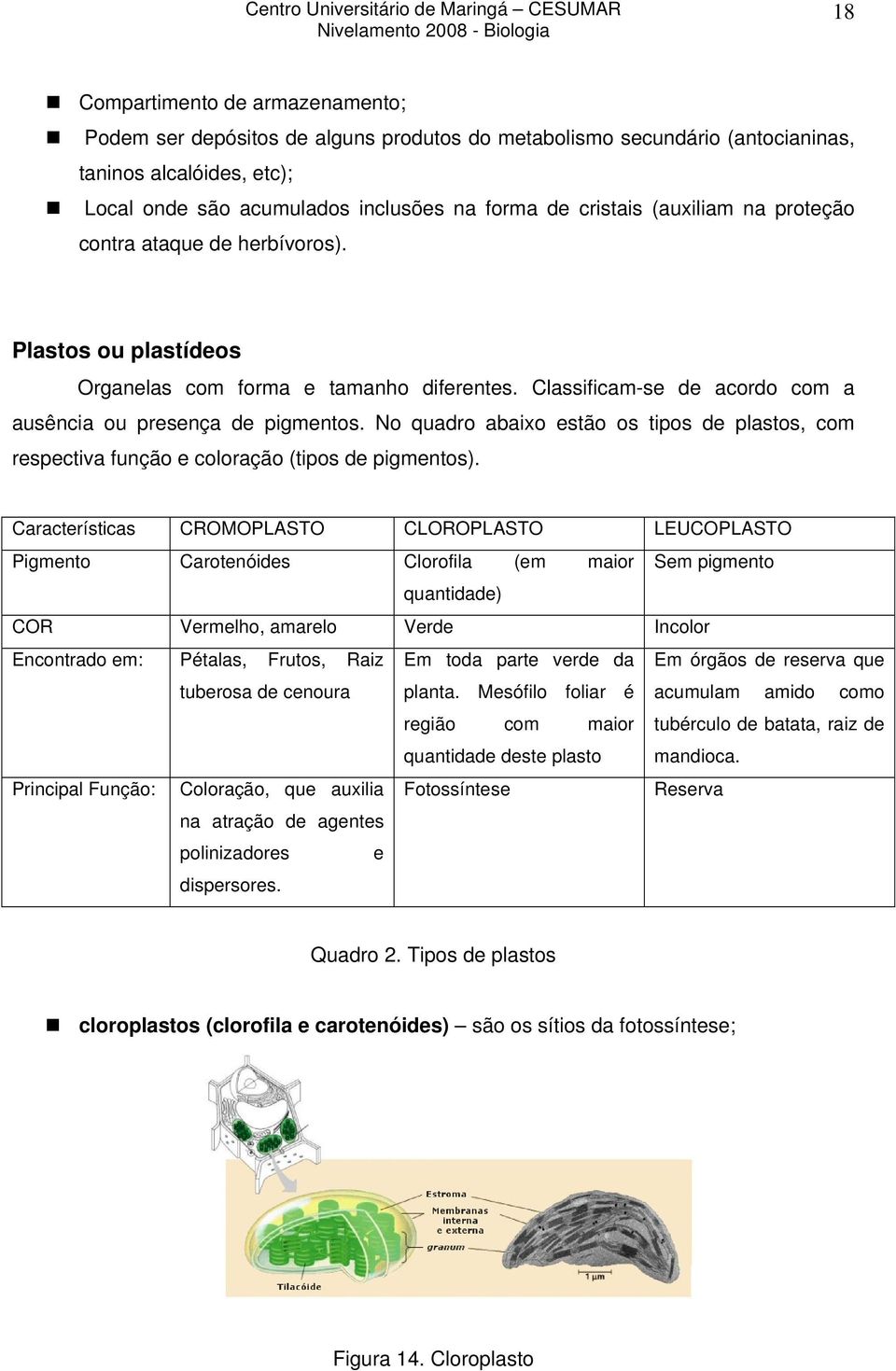 No quadro abaixo estão os tipos de plastos, com respectiva função e coloração (tipos de pigmentos).