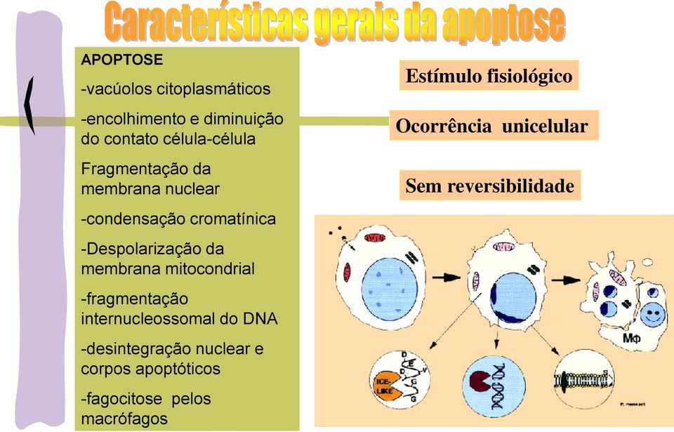 mitocondrial -fragmentação internucleossomal do DNA -desintegração nuclear e corpos