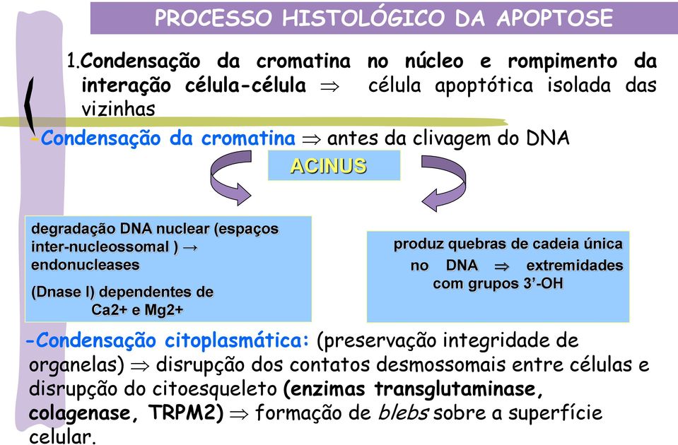 clivagem do DNA ACINUS degradação DNA nuclear (espaços inter-nucleossomal ) endonucleases (Dnase I) dependentes de Ca2+ e Mg2+ produz quebras de cadeia