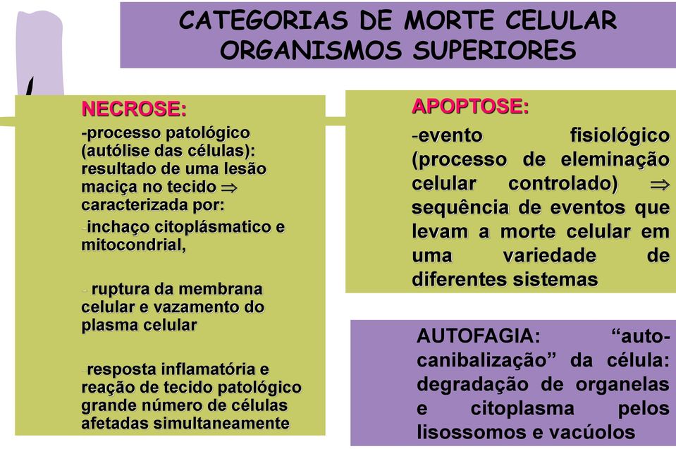 grande número de células afetadas simultaneamente APOPTOSE: -evento fisiológico (processo de eleminação celular controlado) sequência de eventos que levam a