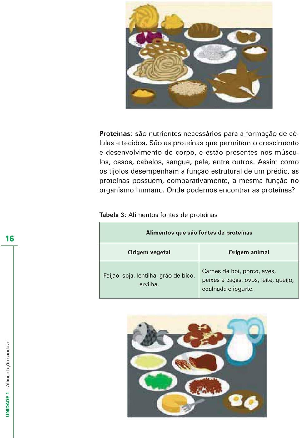 Assim como os tijolos desempenham a função estrutural de um prédio, as proteínas possuem, comparativamente, a mesma função no organismo humano.