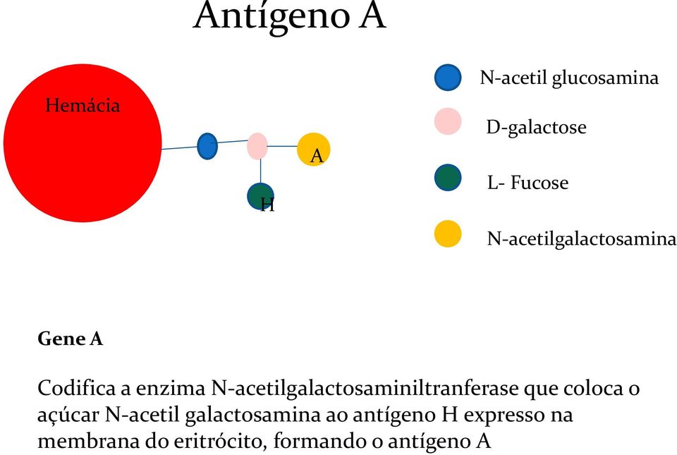 N-acetilgalactosaminiltranferase que coloca o açúcar N-acetil