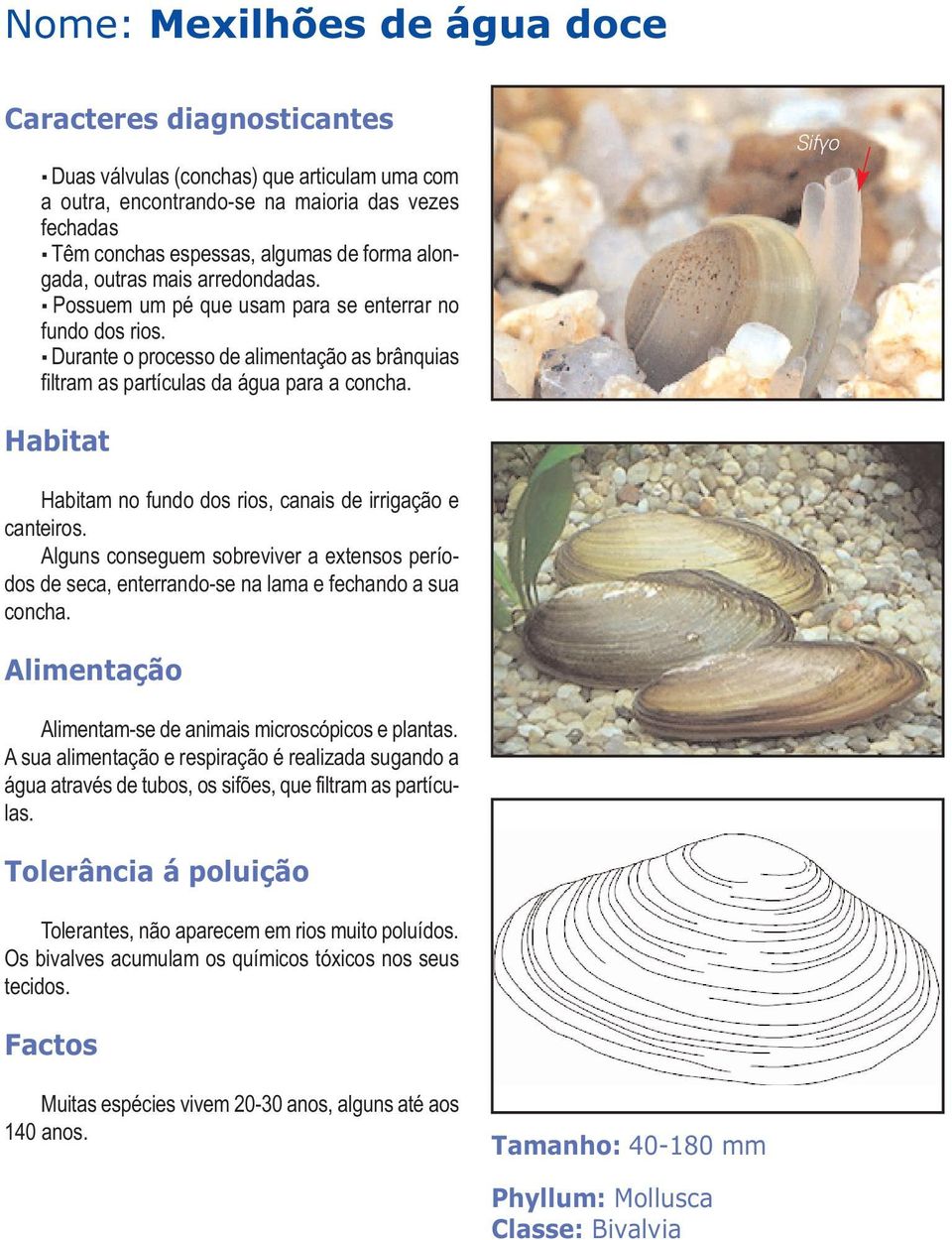 Sifão Habitam no fundo dos rios, canais de irrigação e canteiros. Alguns conseguem sobreviver a extensos períodos de seca, enterrando-se na lama e fechando a sua concha.