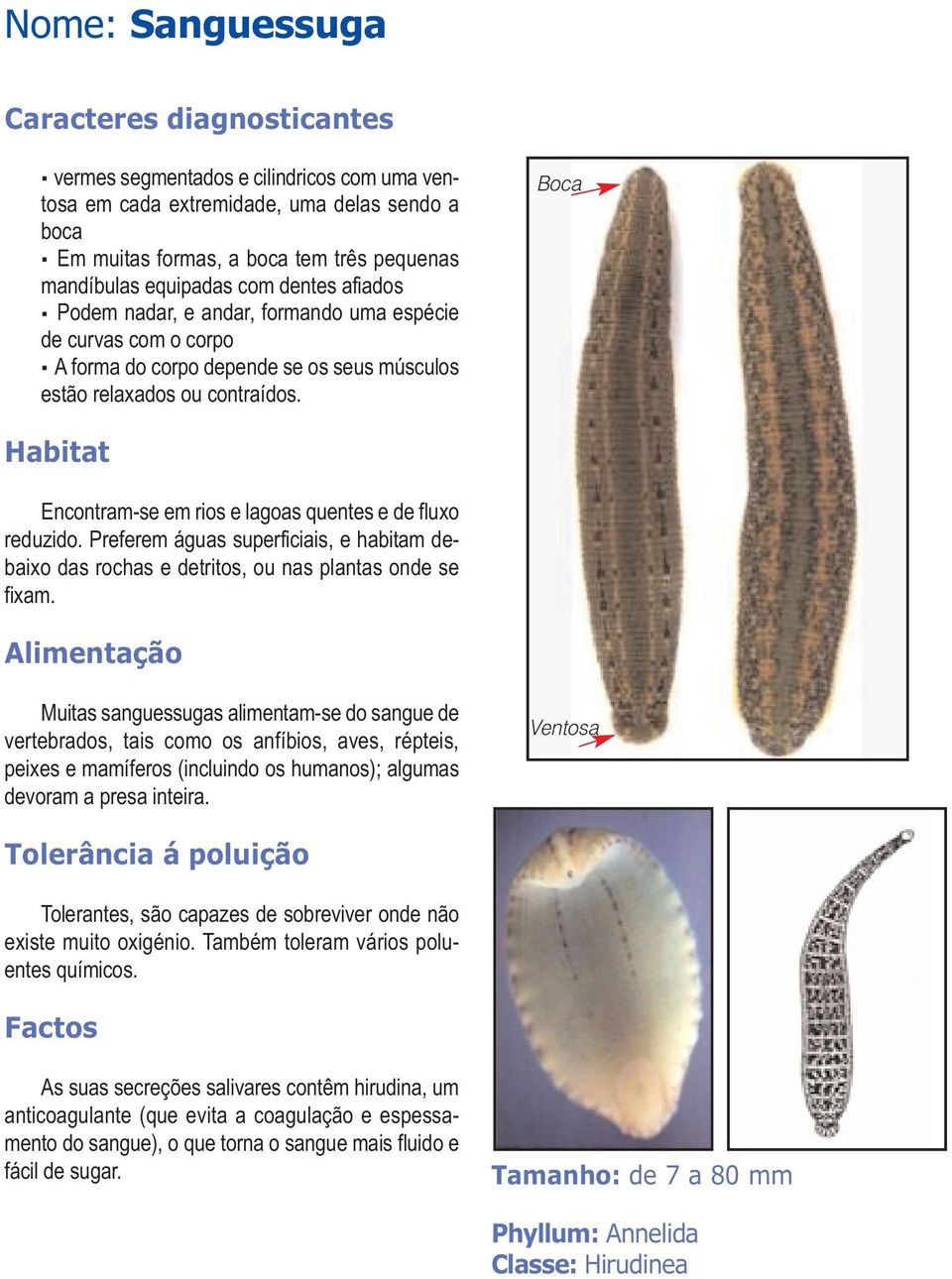 Preferem águas superficiais, e habitam debaixo das rochas e detritos, ou nas plantas onde se fixam.