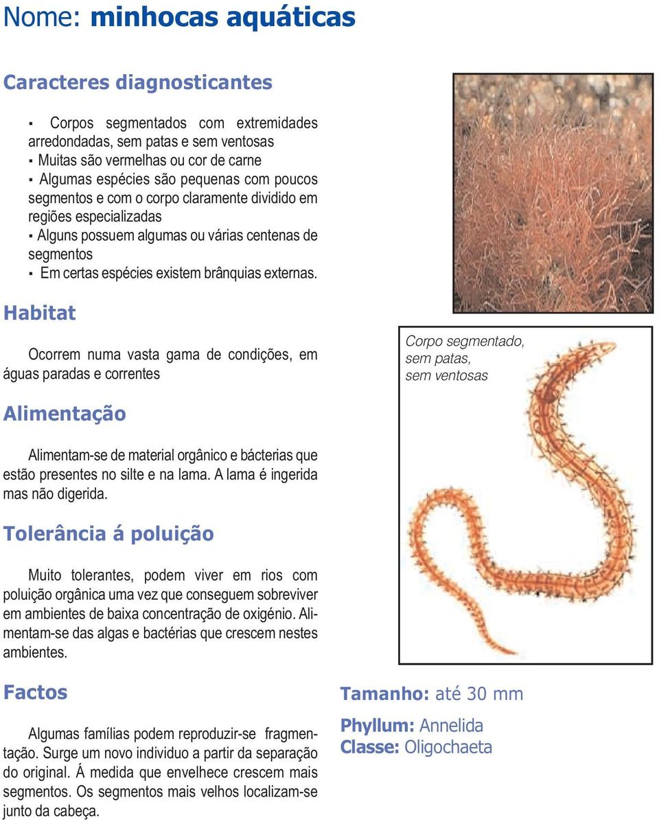 Ocorrem numa vasta gama de condições, em águas paradas e correntes Corpo segmentado, sem patas, sem ventosas Alimentam-se de material orgânico e bácterias que estão presentes no silte e na lama.