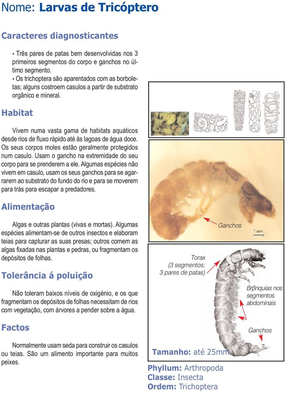 Vivem numa vasta gama de habitats aquáticos desde rios de fluxo rápido até ás lagoas de água doce. Os seus corpos moles estão geralmente protegidos num casulo.