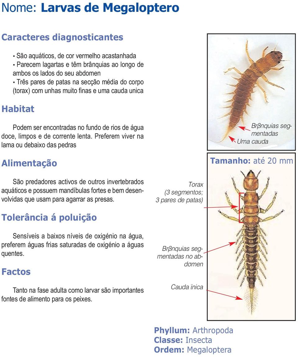 Preferem viver na lama ou debaixo das pedras Brânquias segmentadas Uma cauda Tamanho: até 20 mm São predadores activos de outros invertebrados aquáticos e possuem mandíbulas fortes e bem