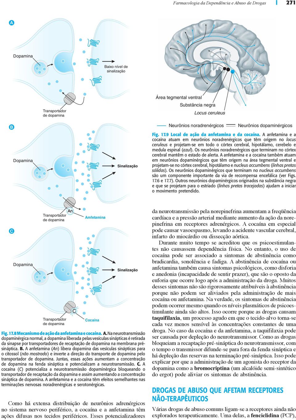 A anfetamina e a cocaína atuam em neurônios noradrenérgicos que têm origem no locus ceruleus e projetam-se em todo o córtex cerebral, hipotálamo, cerebelo e medula espinal (azul).