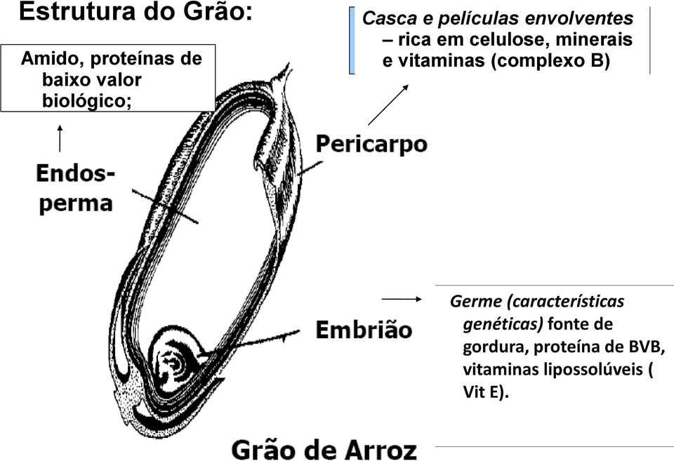 vitaminas (complexo B) Germe (características genéticas)