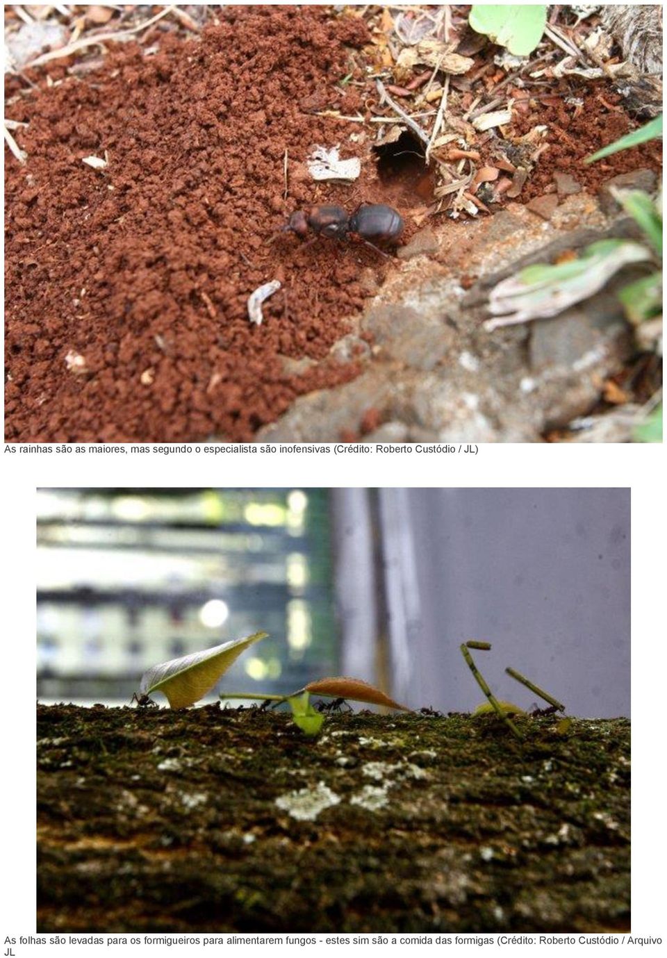 levadas para os formigueiros para alimentarem fungos - estes
