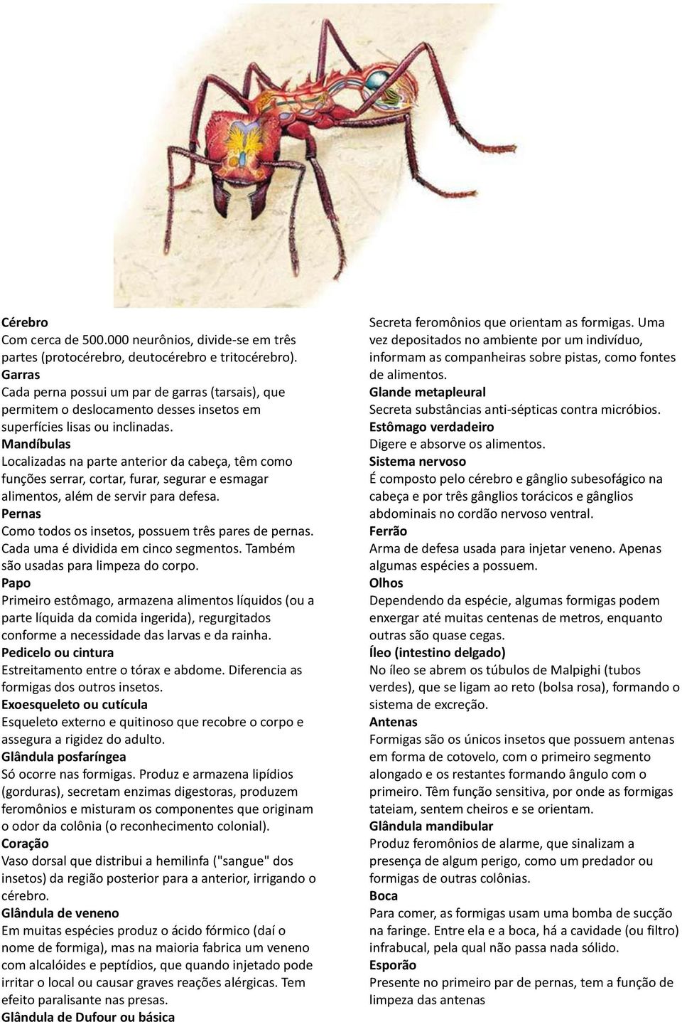 Mandíbulas Localizadas na parte anterior da cabeça, têm como funções serrar, cortar, furar, segurar e esmagar alimentos, além de servir para defesa.