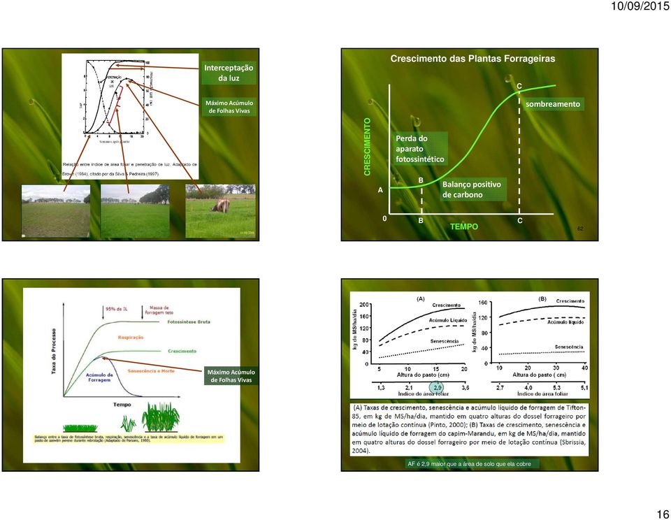 fotossintético B Balanço positivo de carbono 0 B TEMPO C 62 Máximo