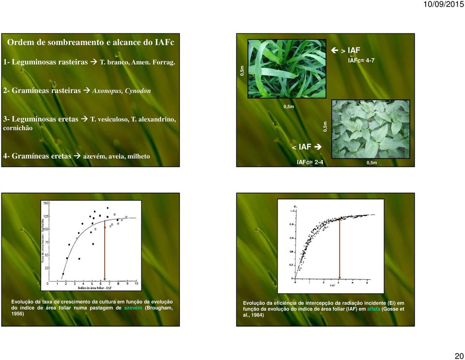 alexandrino, 0,5m 3- Leguminosas eretas cornichão < IAF 4- Gramíneas eretas azevém, aveia, milheto Evolução da taxa de crescimento da cultura em