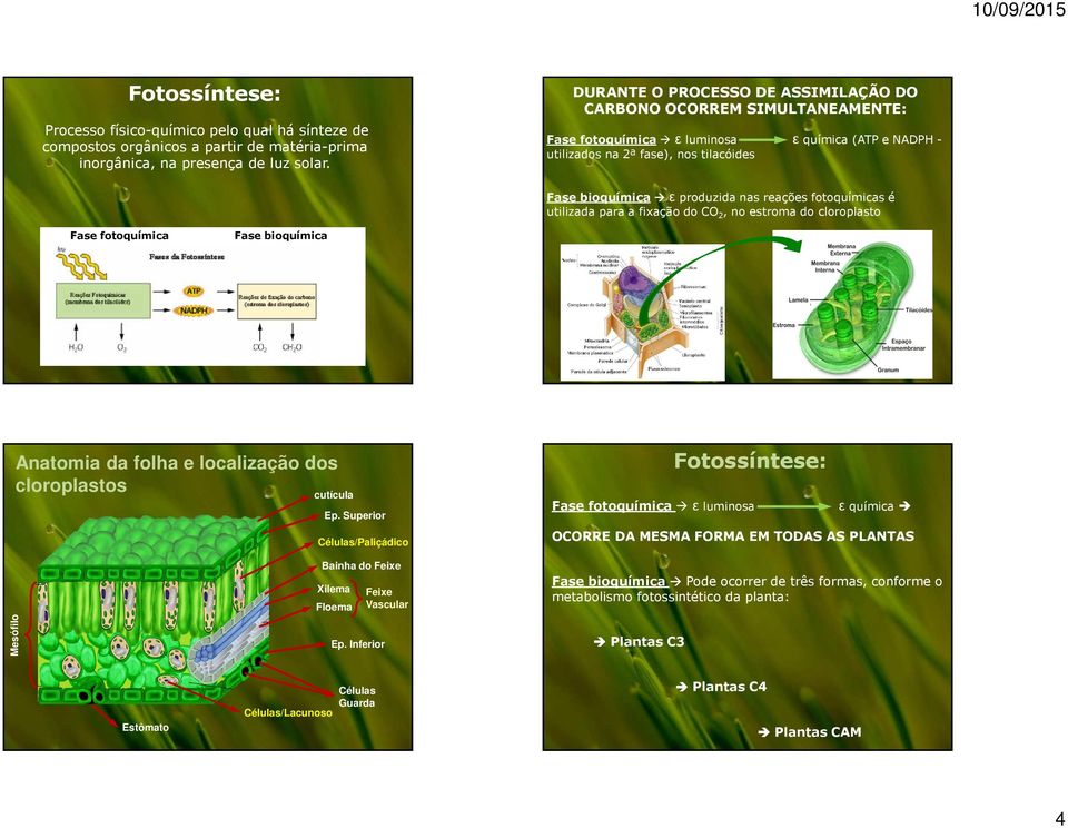 fotoquímicas é utilizada para a fixação do CO 2, no estroma do cloroplasto Fase fotoquímica Fase bioquímica Anatomia da folha e localização dos cloroplastos cutícula Ep.