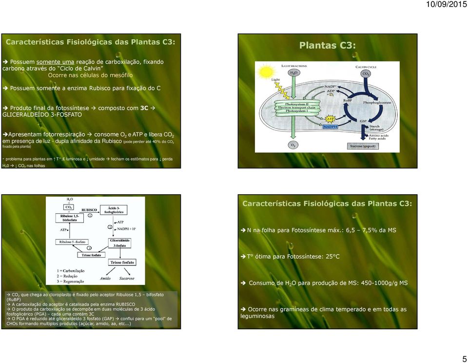 Rubisco (pode perder até 40% do CO 2 fixado pela planta) - problema para plantas em T ; ε luminosa e umidade fecham os estômatos para perda H 2 0 CO 2 nas folhas Características Fisiológicas das