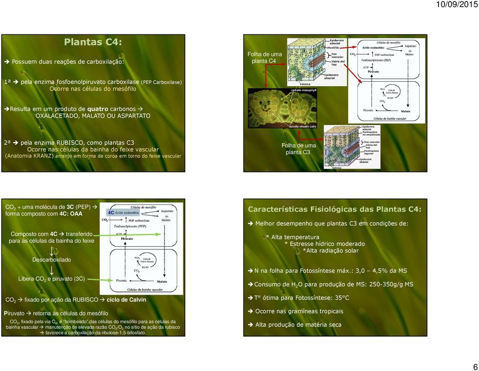 Folha de uma planta C3 CO 2 + uma molécula de 3C (PEP) forma composto com 4C: OAA Composto com 4C transferido para as células da bainha do feixe Descarboxilado Libera CO 2 e piruvato (3C) 4C