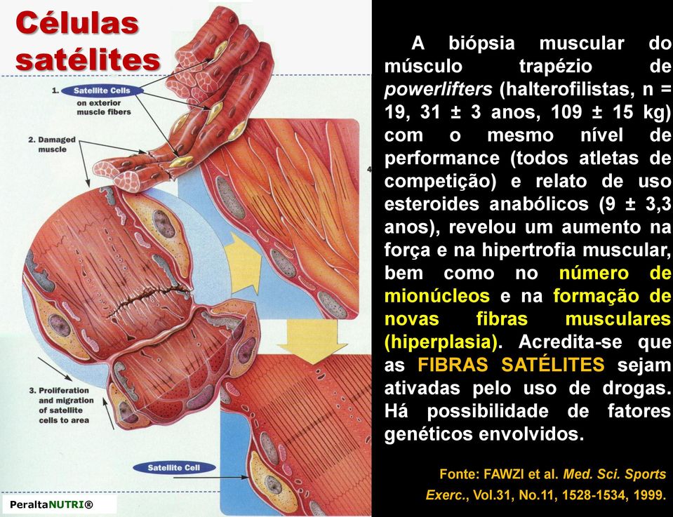 muscular, bem como no número de mionúcleos e na formação de novas fibras musculares (hiperplasia).