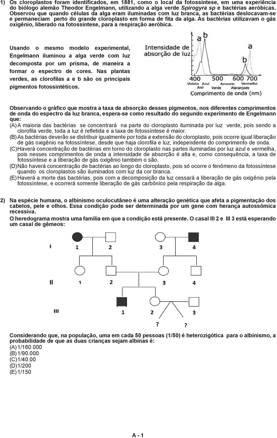 As bactérias utilizavam o gás oxigênio, liberado na fotossíntese, para a respiração aeróbica.