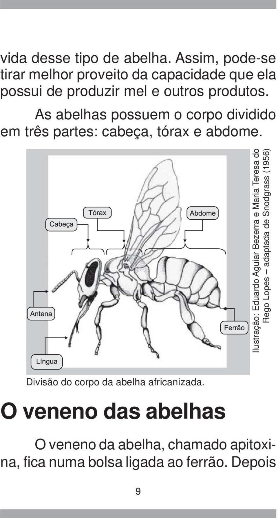 As abelhas possuem o corpo dividido em três partes: cabeça, tórax e abdome.