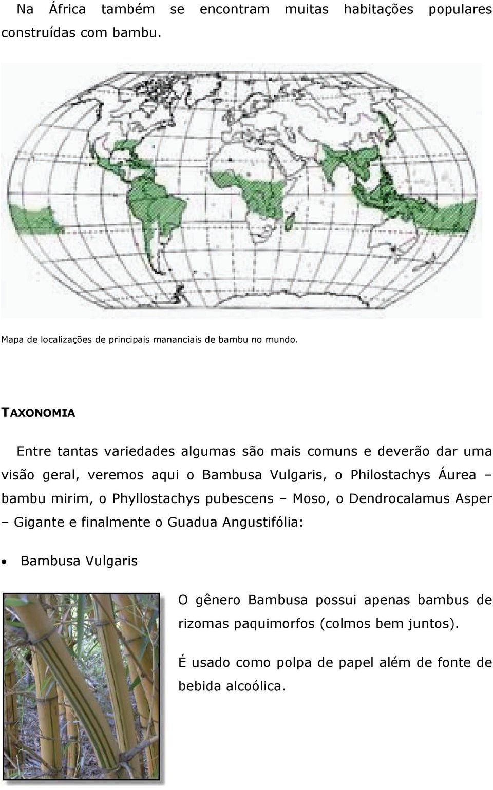 TAXONOMIA Entre tantas variedades algumas são mais comuns e deverão dar uma visão geral, veremos aqui o Bambusa Vulgaris, o Philostachys