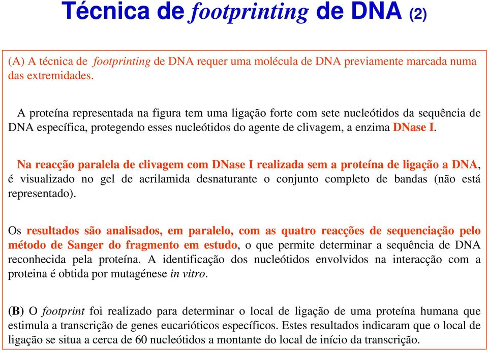 Na reacção paralela de clivagem com DNase I realizada sem a proteína de ligação a DNA, é visualizado no gel de acrilamida desnaturante o conjunto completo de bandas (não está representado).