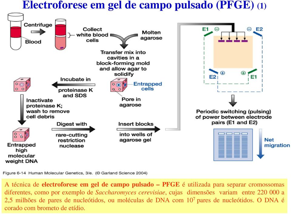 Saccharomyces cerevisiae, cujas dimensões variam entre 220 000 a 2,5 milhões de pares de