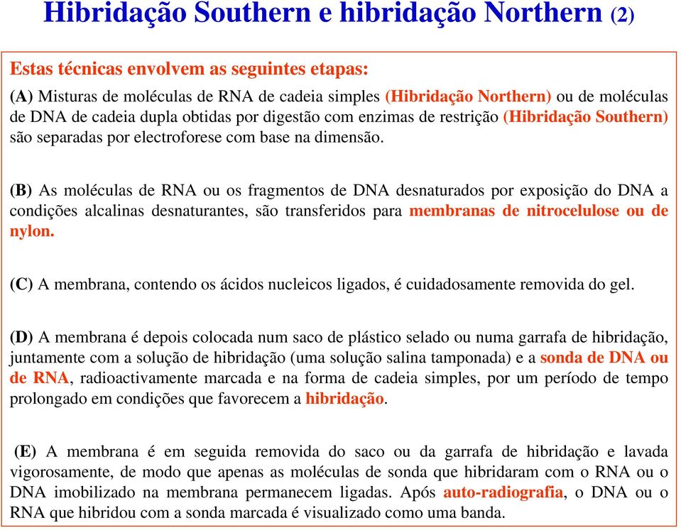 (B) As moléculas de RNA ou os fragmentos de DNA desnaturados por exposição do DNA a condições alcalinas desnaturantes, são transferidos para membranas de nitrocelulose ou de nylon.