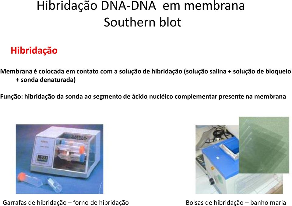 denaturada) Função: hibridação da sonda ao segmento de ácido nucléico complementar