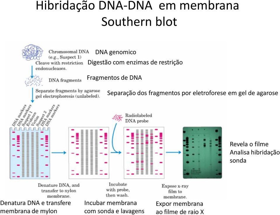 de agarose Revela o filme Analisa hibridação sonda Denatura DNA e transfere