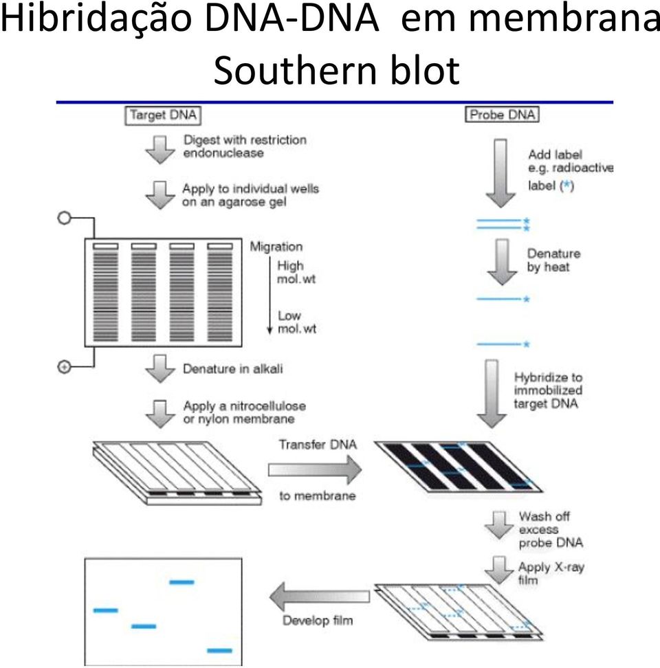 membrana