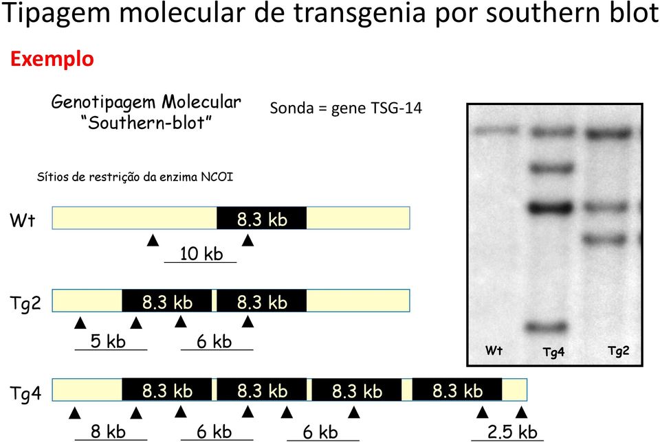 de restrição da enzima NCOI Wt 8.3 kb 10 kb Tg2 8.3 kb 8.