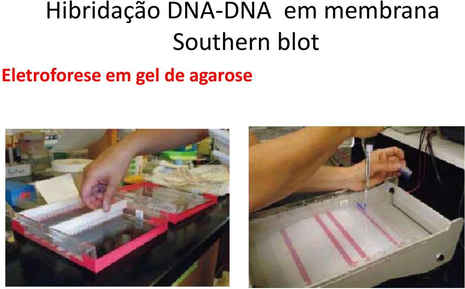 Southern blot