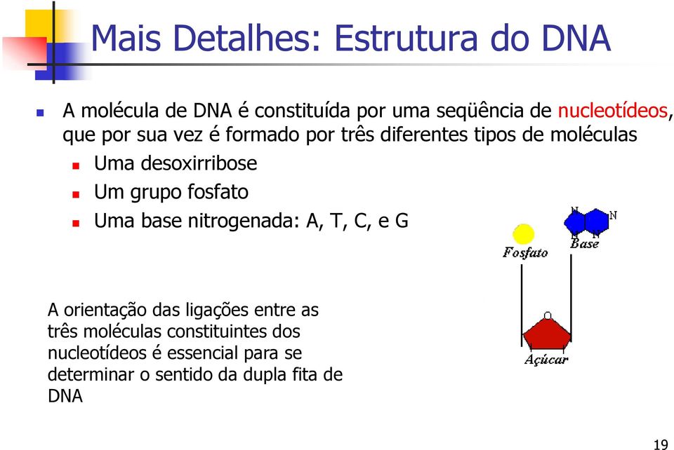 desoxirribose Um grupo fosfato Uma base nitrogenada: A, T, C, e G A orientação das ligações