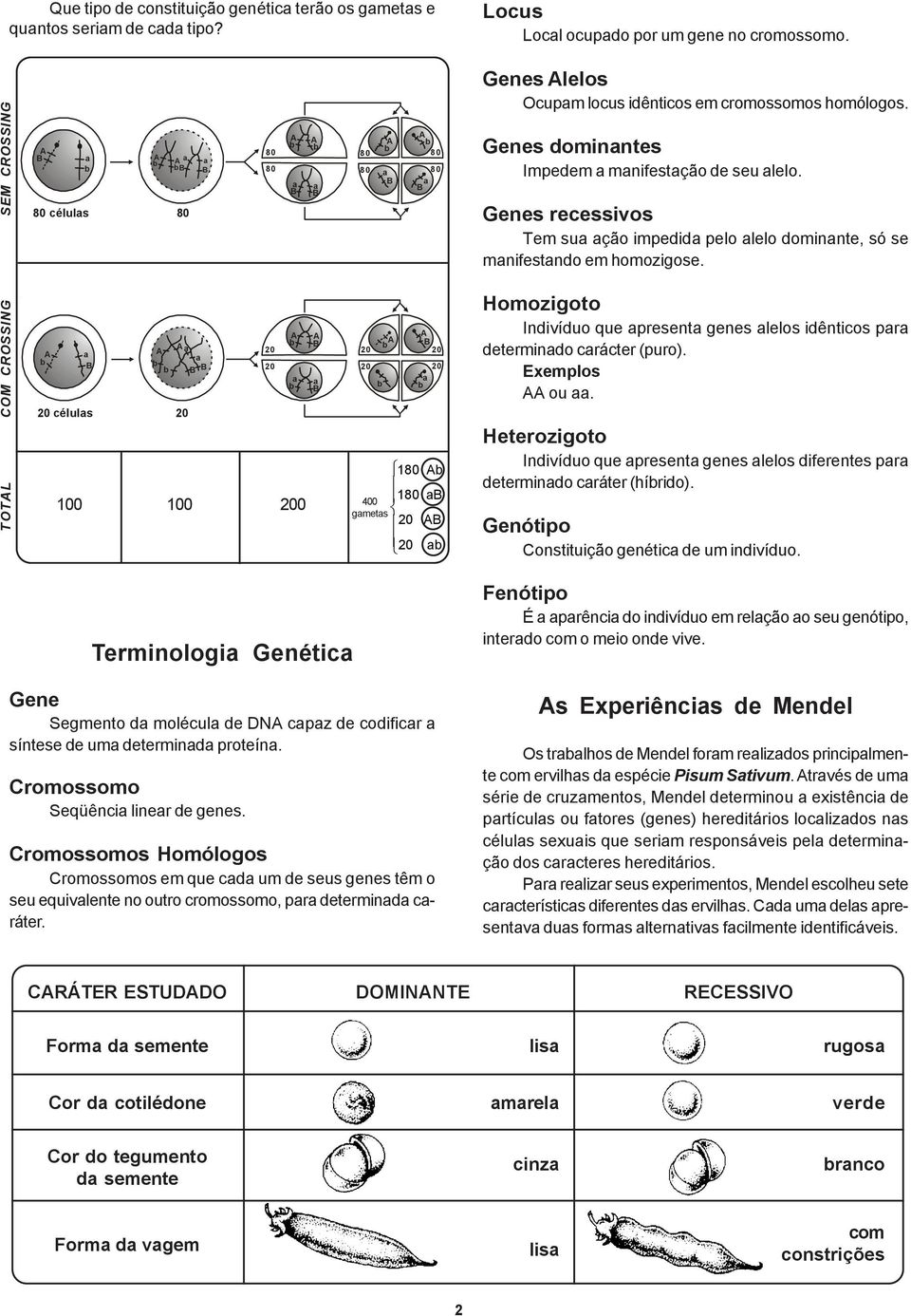 Genes recessivos Tem sua ação impedida pelo alelo dominante, só se manifestando em homozigose.