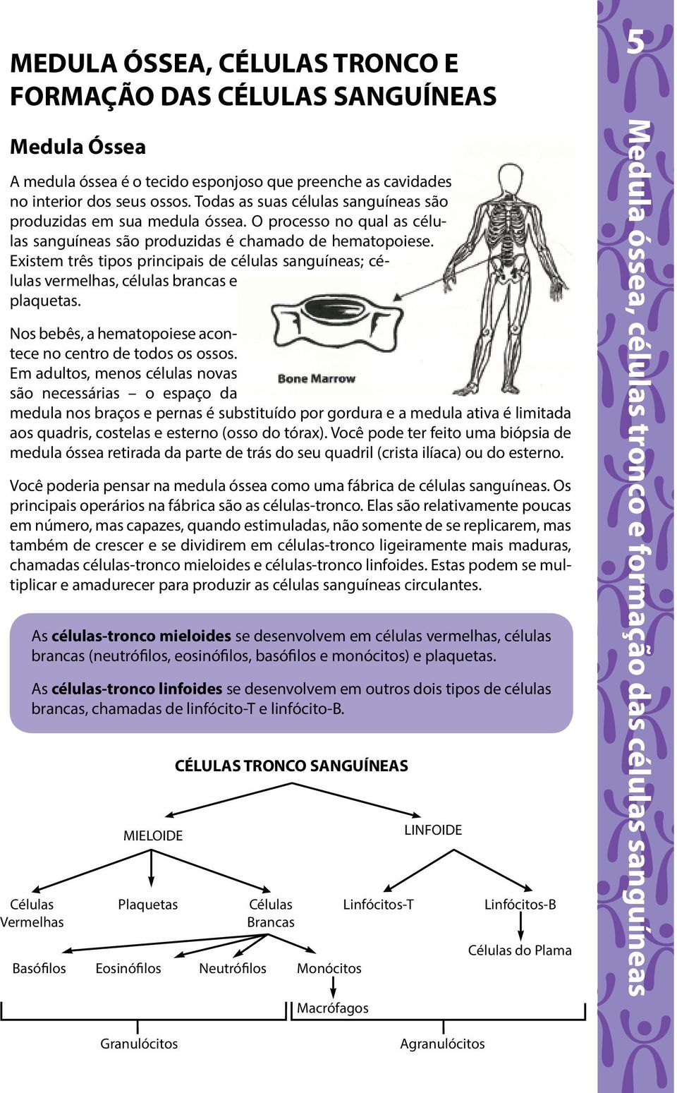 Existem três tipos principais de células sanguíneas; células vermelhas, células brancas e plaquetas. Nos bebês, a hematopoiese acontece no centro de todos os ossos.