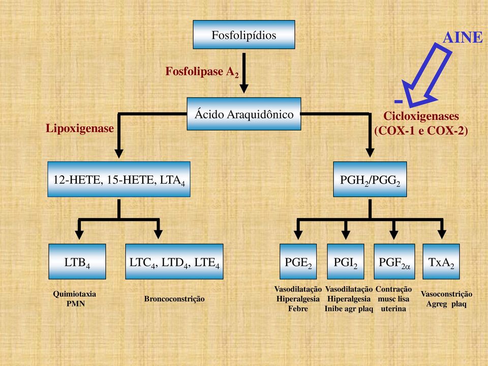 PGI 2 PGF 2 TxA 2 Quimiotaxia PMN Broncoconstrição Vasodilatação Hiperalgesia Febre