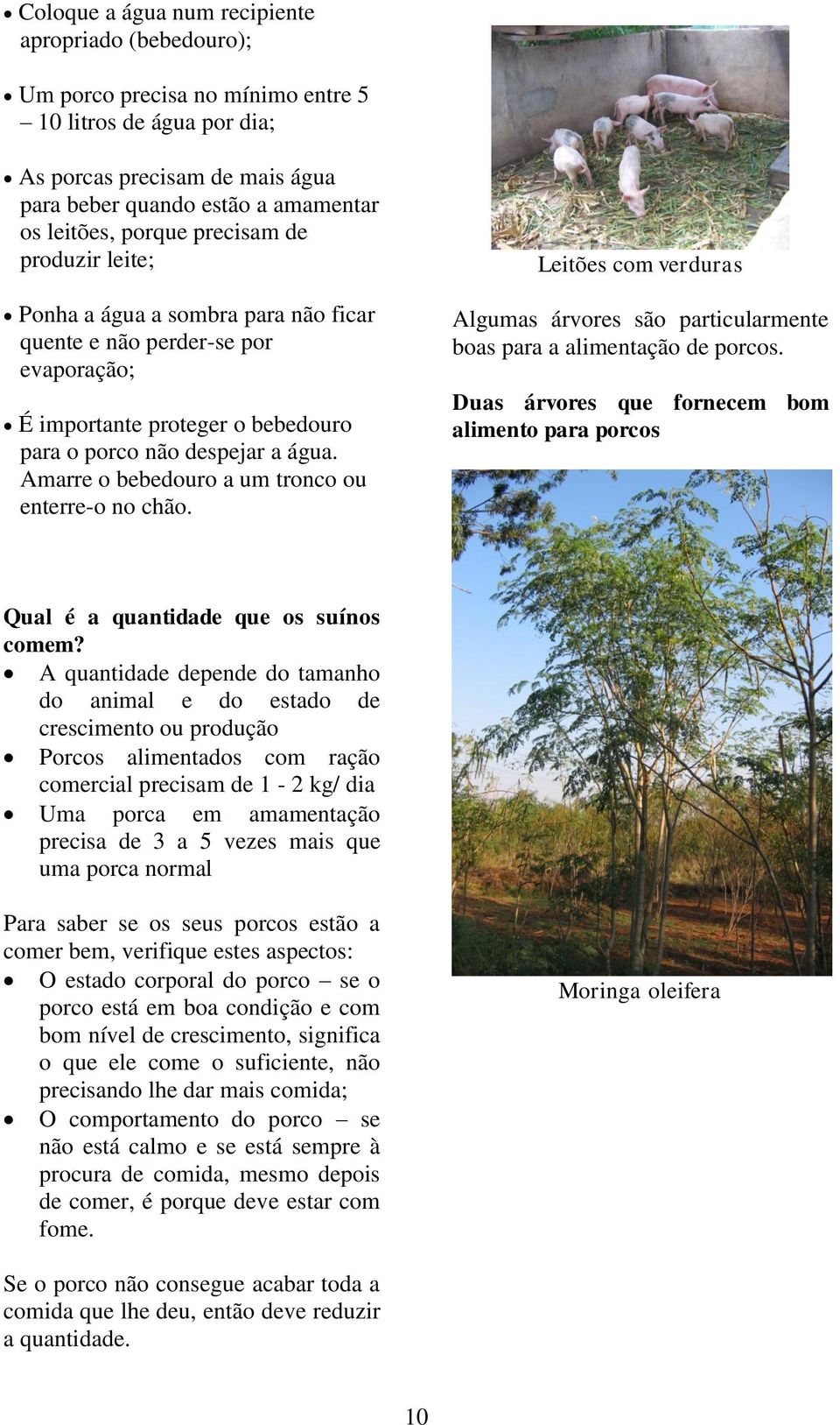 Amarre o bebedouro a um tronco ou enterre-o no chão. Leitões com verduras Algumas árvores são particularmente boas para a alimentação de porcos.