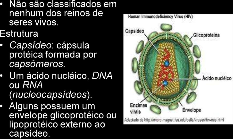 Estrutura Capsídeo: cápsula protéica formada por capsômeros.