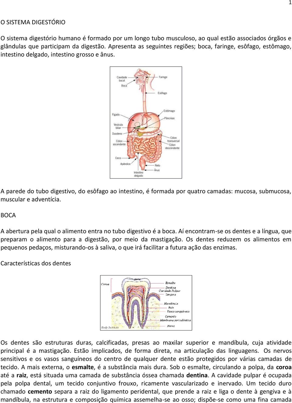 A parede do tubo digestivo, do esôfago ao intestino, é formada por quatro camadas: mucosa, submucosa, muscular e adventícia. BOCA A abertura pela qual o alimento entra no tubo digestivo é a boca.