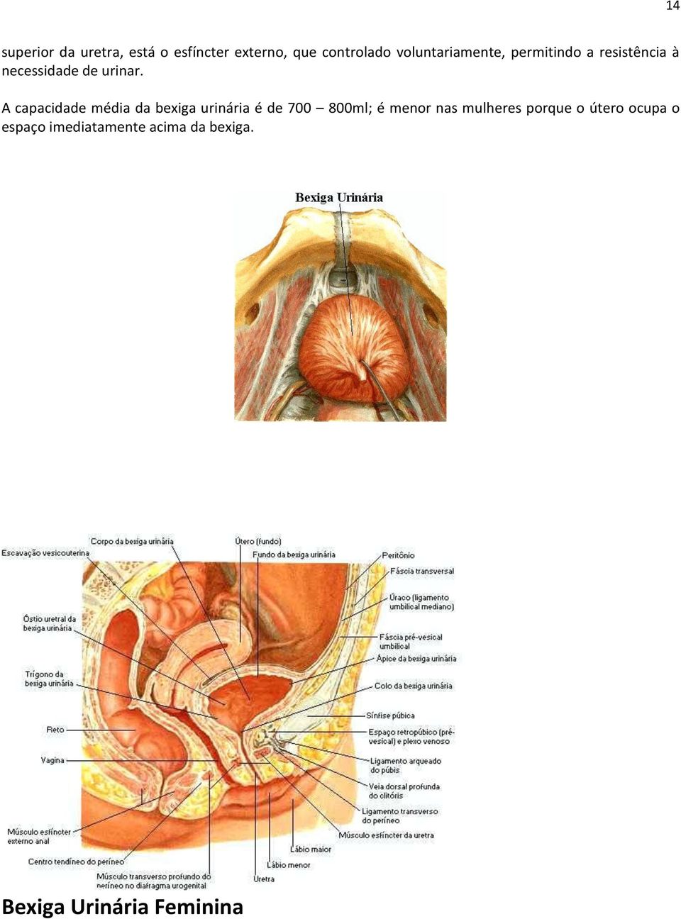 A capacidade média da bexiga urinária é de 700 800ml; é menor nas