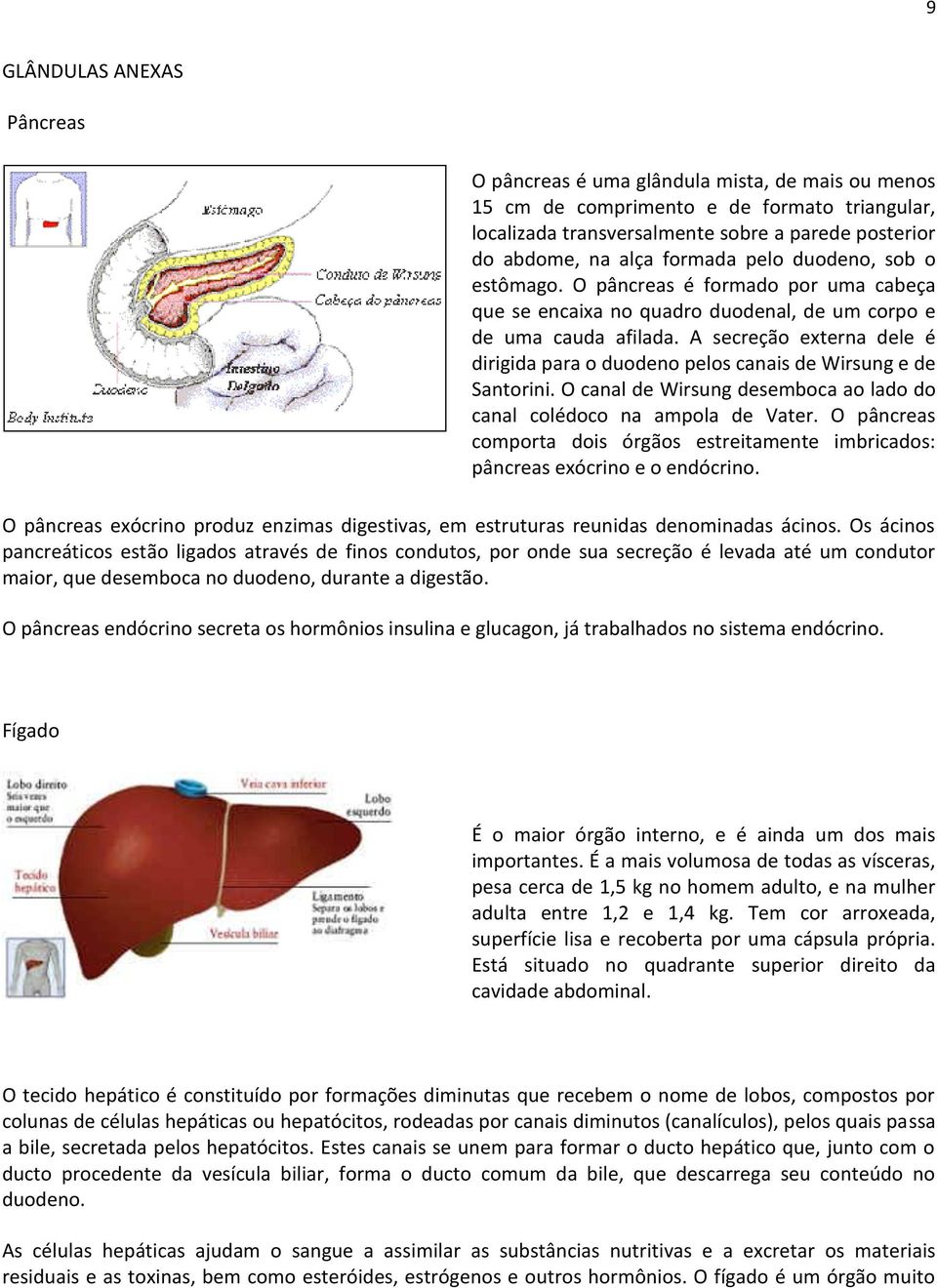 A secreção externa dele é dirigida para o duodeno pelos canais de Wirsung e de Santorini. O canal de Wirsung desemboca ao lado do canal colédoco na ampola de Vater.