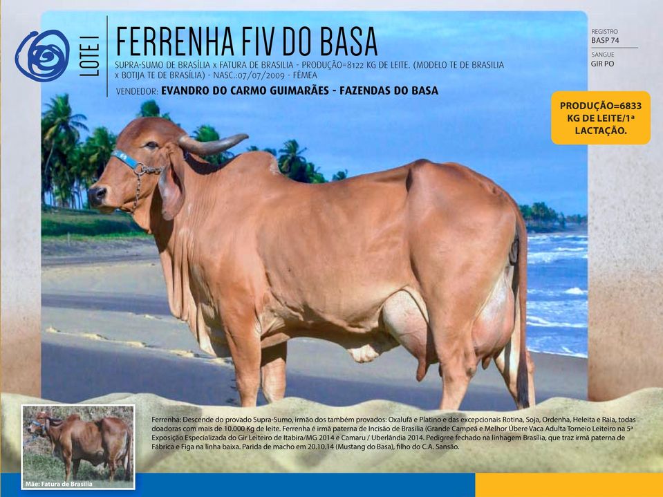 Ferrenha: Descende do provado Supra-Sumo, irmão dos também provados: Oxalufã e Platino e das excepcionais Rotina, Soja, Ordenha, Heleita e Raia, todas doadoras com mais de 10.000 Kg de leite.