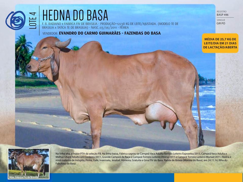 Na linha baixa, Fábrica sagrou-se Campeã Vaca Adulta Torneio Leiteiro Expozebu/2013, Campeã Vaca Adulta e Melhor Úbere Adulto em Cordeiro/2011, Grande Campeã da Raça e Campeã Torneio Leiteiro