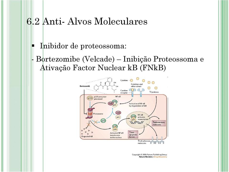 Bortezomibe (Velcade) Inibição