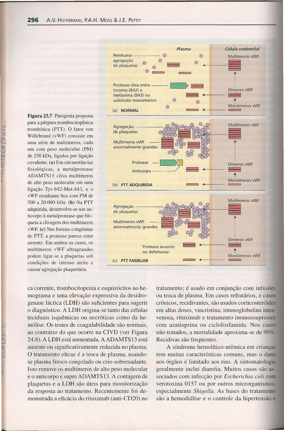 (a) Em circunstâncias fisiológicas, a metalprotease ADAMTS13 cliva multímeros de alto peso molecular em uma ligação Tyr-842-Met-843, e o resultante fica com PM de 500 a 20.000 kda.