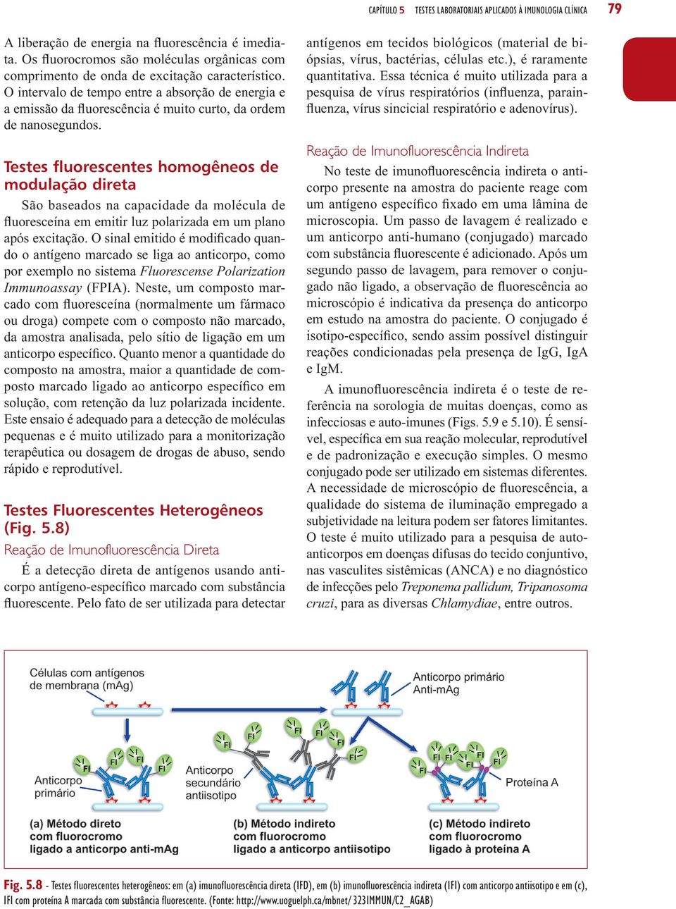 O intervalo de tempo entre a absorção de energia e a emissão da fluorescência é muito curto, da ordem de nanosegundos.